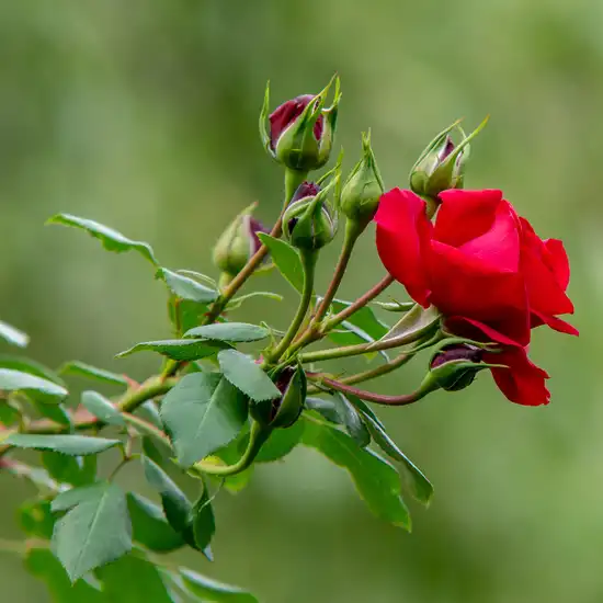 Rosa Amadeus® - roșu - trandafiri târâtori și cățărători, Climber